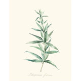 Herb Garden I Print by Sara Brown