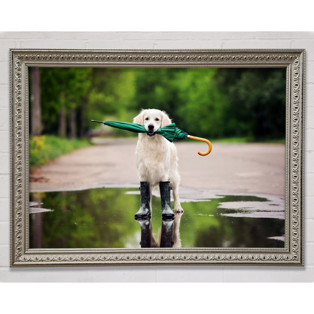 Gerahmtes Leinwandbild Dog Ready For A Walk In The Rain