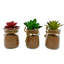 Ensemble de 3 pièces de succulent agave