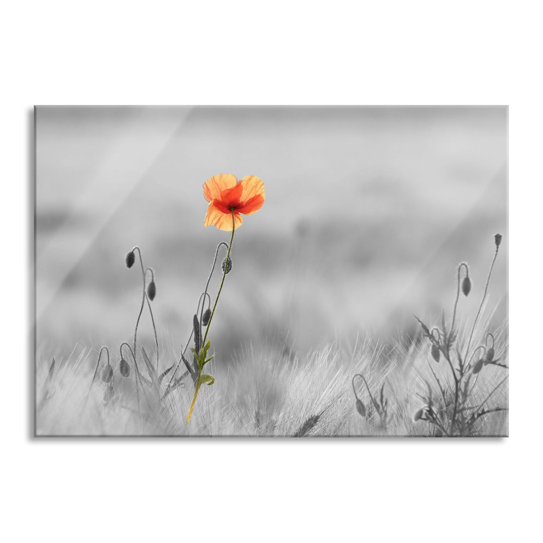 Glasbild Rote Mohnblume im Feld