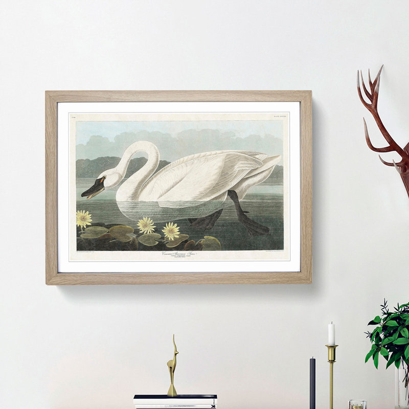 American Swan by John Audubon - Single Picture Frame Painting, 24cm H x 33cm W x 2cm D, Oak Framed