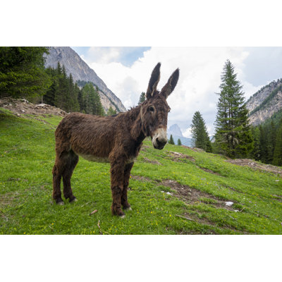 " Donkey In The Val Contrin "