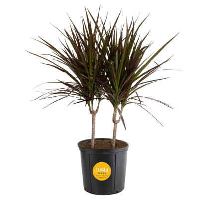 Costa Farms Madagascar Dragon Tree Plant