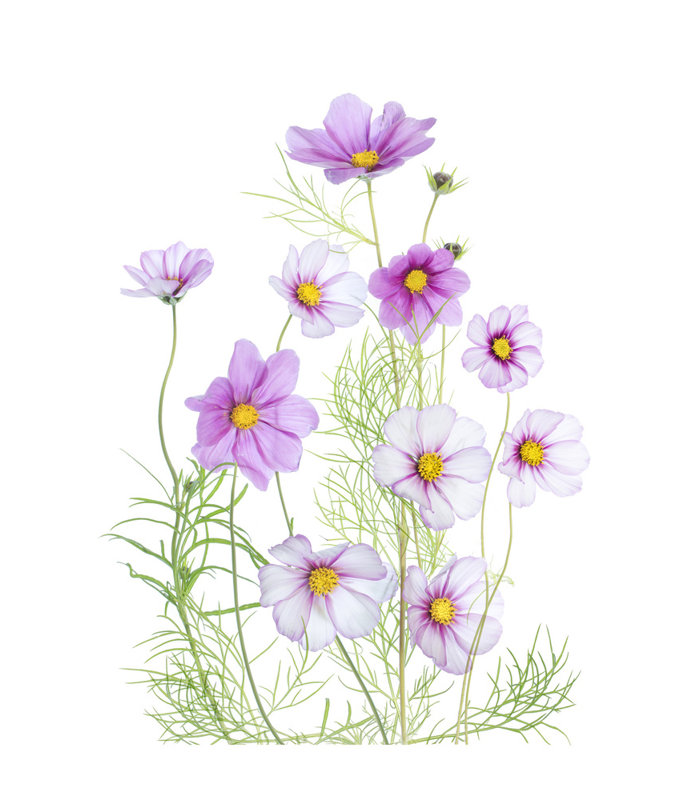 Wrapped Canvas Print, 76.2 cm H x 50.8 cm W