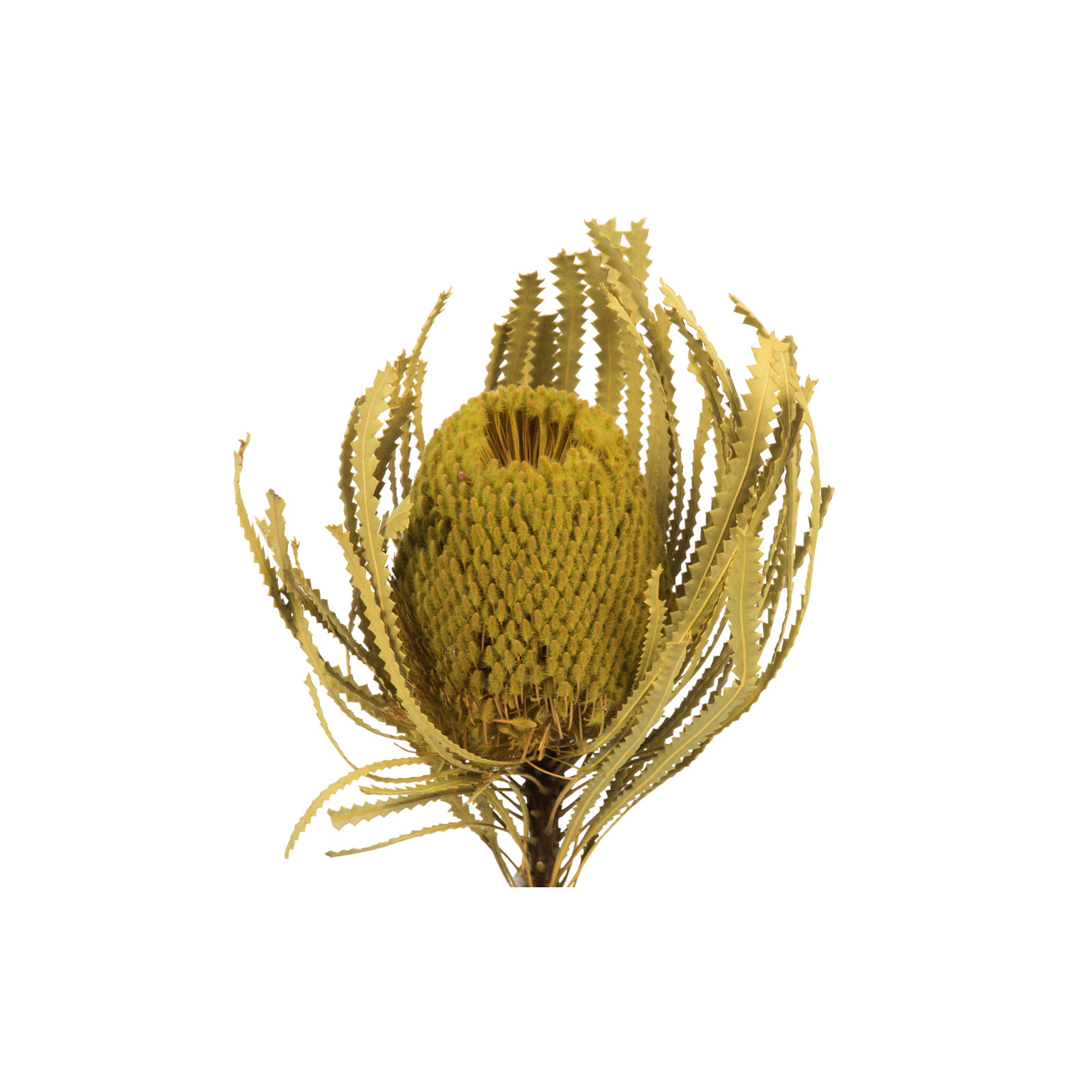 12" Jumbo Banksia Flower with Stem Dried, Basil
