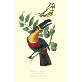 Toucan On Nutmeg Print by Porter Design