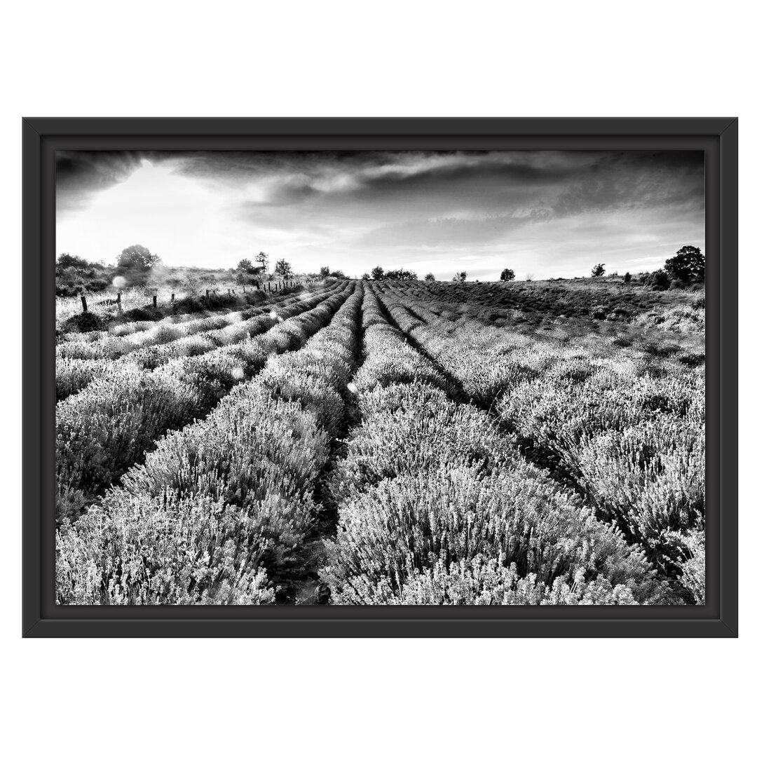 Gerahmtes Poster Lavender Field in Provence