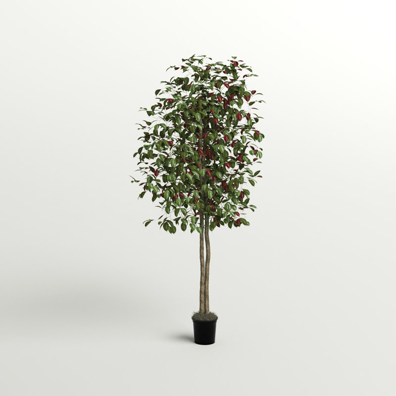 Arbre à feuillage 66 po en pot, 72' H X 34' W X 34' D