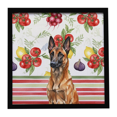 Acajou, belge, malinois, légumes, impression sur métal encadrée