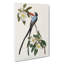 Fork Tailed Flycatcher Bird - Wrapped Canvas Painting-55364030