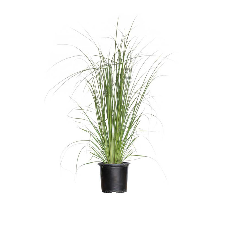 Elegant 2.5 Quart Pampas Grass with Creamy-White Plumes