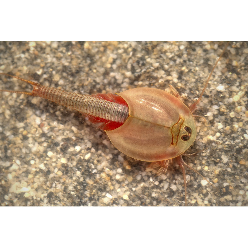 Longtail Tadpole Shrimp by NNehring - No Frame Art Prints on Canvas, 20cm H x 30cm W