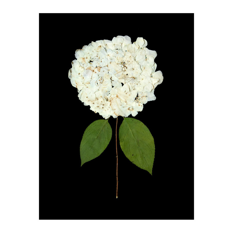 Pressed Botanical Giclees On Black Set by Sandy Whitaker, Antique Gold, 42.5" H x 51.75" W
