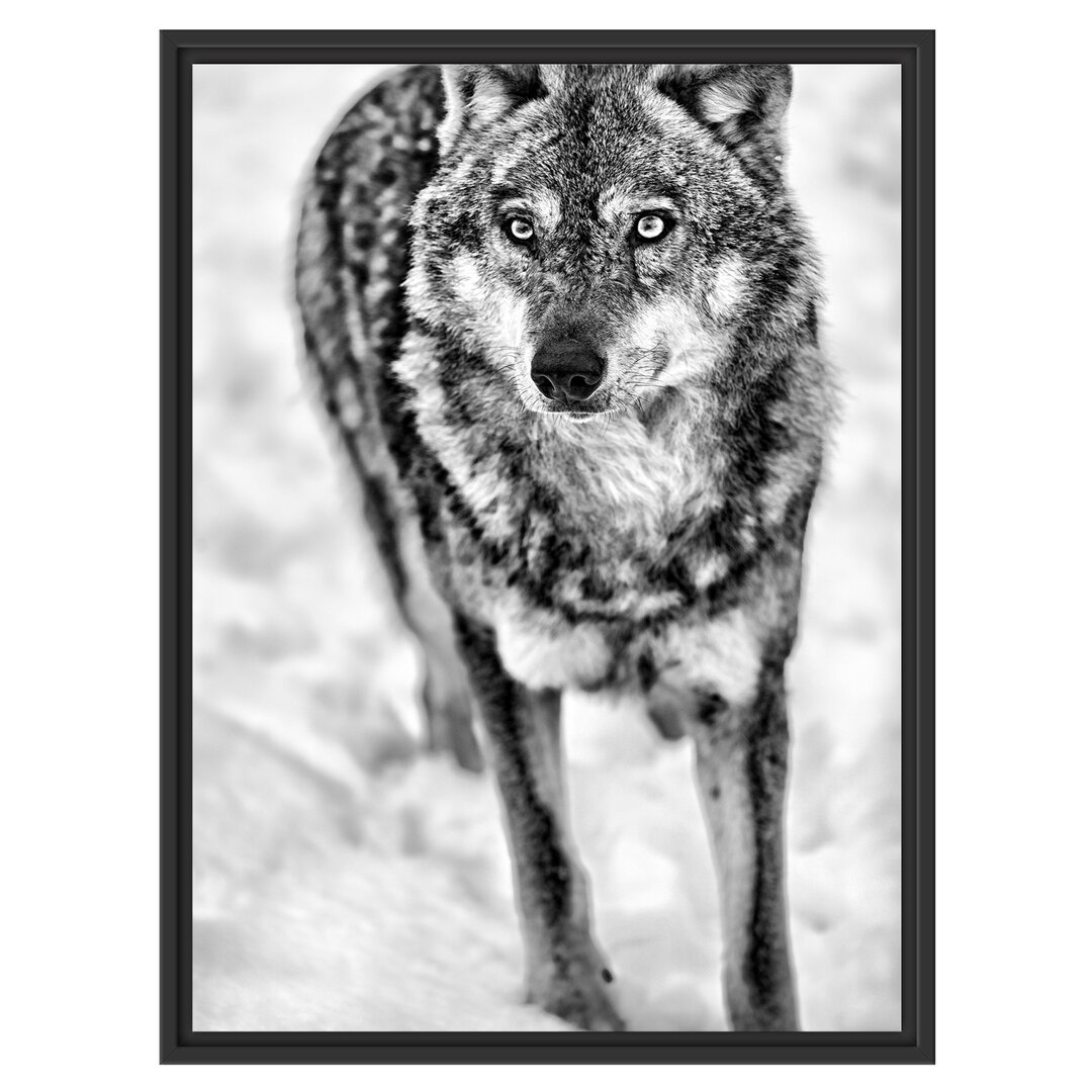 Gerahmtes Wandbild Wolf in Schneelandschaft