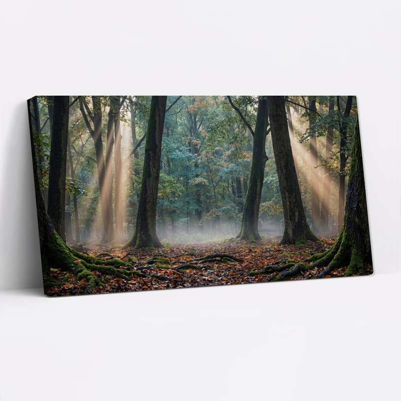 Tableau sur toile représentant une forêt ensoleillée aux racines d'arbres moussues, 46“W x 24”H