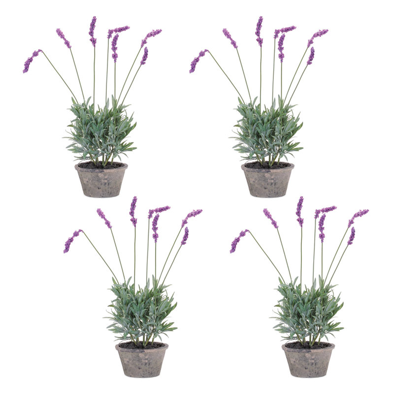 Potted Lavender Plant