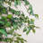 Faux Ficus Tree in Planter-14445123