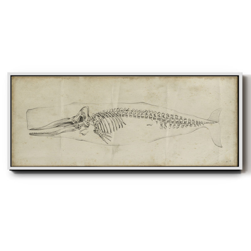 Whale Study II - toile encadrée, H 20 po x l 50 po