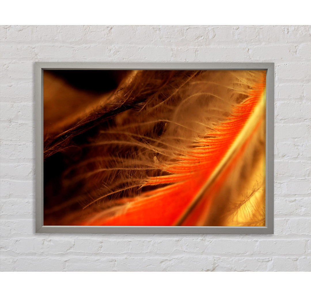 Orange Feather Macro - Einzelner Bilderrahmen Kunstdrucke auf Leinwand