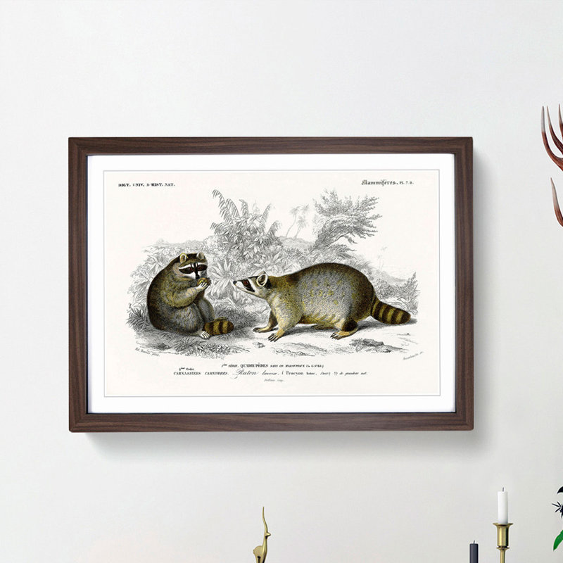 Raccoon Illustration by Charles D'Orbigny - Picture Frame Painting Print, 27cm H x 36cm W x 2cm D, Walnut Framed