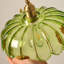 1 - Light Chandelier-138602667-138602664