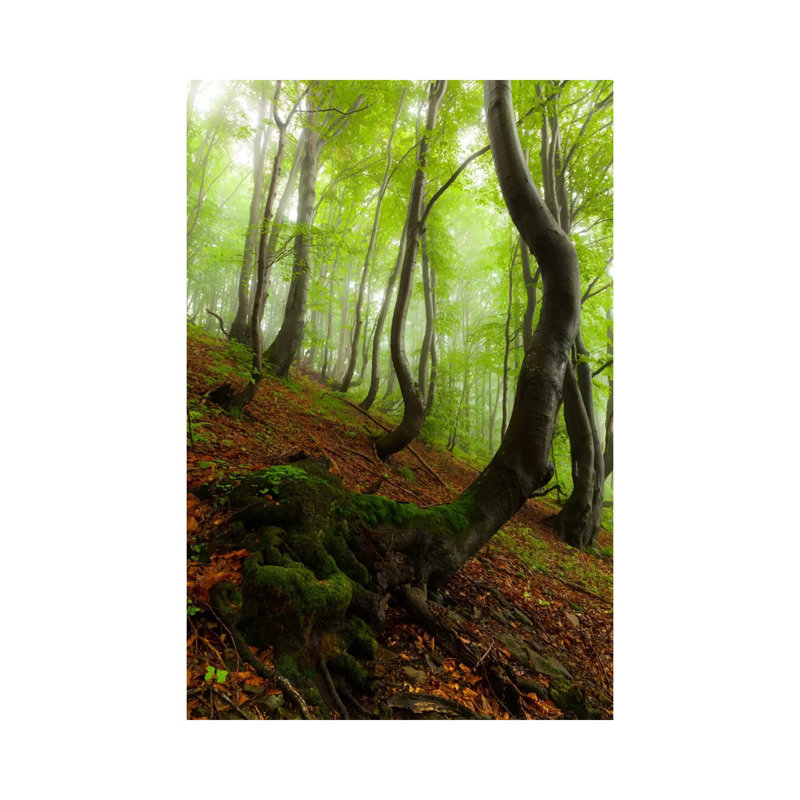 Poland, Bieszczady National Park I by Mikolaj Gospodarek - Wrapped Canvas Print, 66.04 cm H x 45.72 cm W