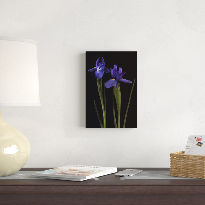 Iris sur fond noir II, H 12 po x l 8 po
