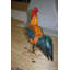 Statue en bronze d'un coq debout - coq - taille: L 20 po x l 7,5 po x H 19,5 po.