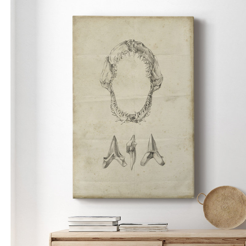 Shark Study I - Reproduction de dessin sur toile tendue, H 36 po x l 24 po x P 1,5 po