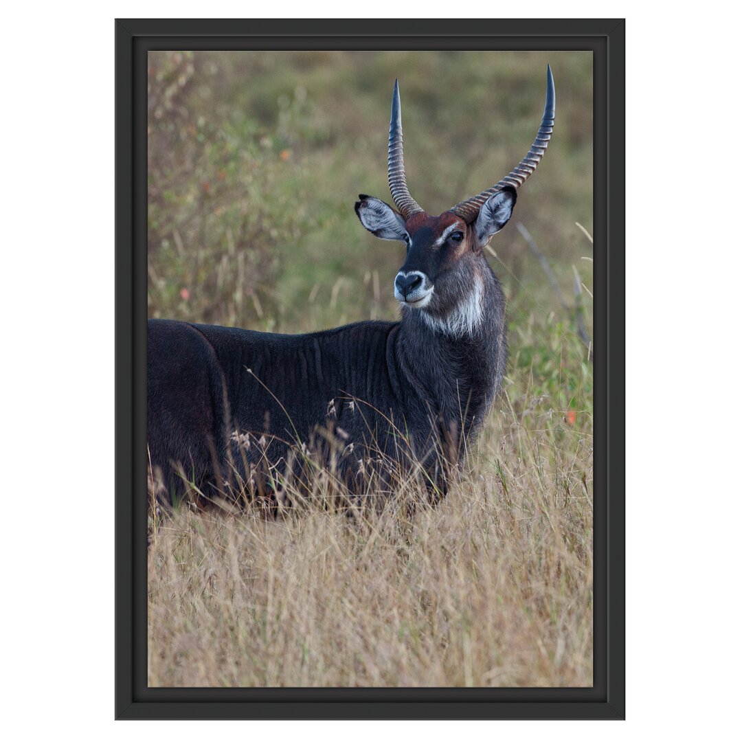 Gerahmtes Wandbild ausgewachsene Dorkasgazelle