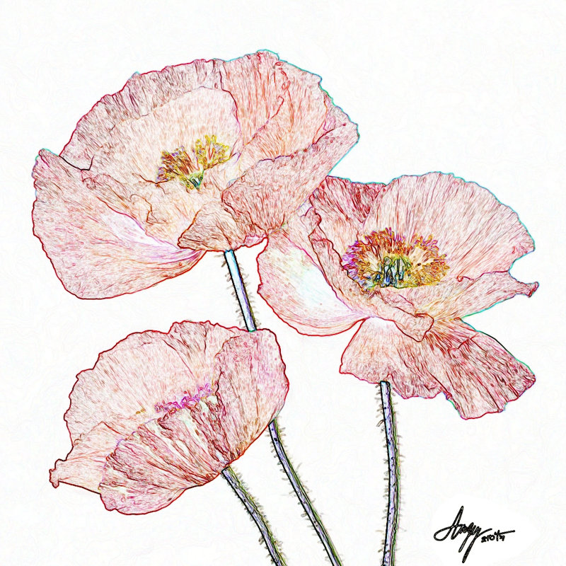 Art mural sur toile Blopp Poppies, L 12 po x H 12 po x P 1 po
