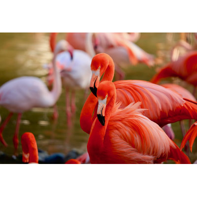 Bright Red Flamigos - Wrapped Canvas Print