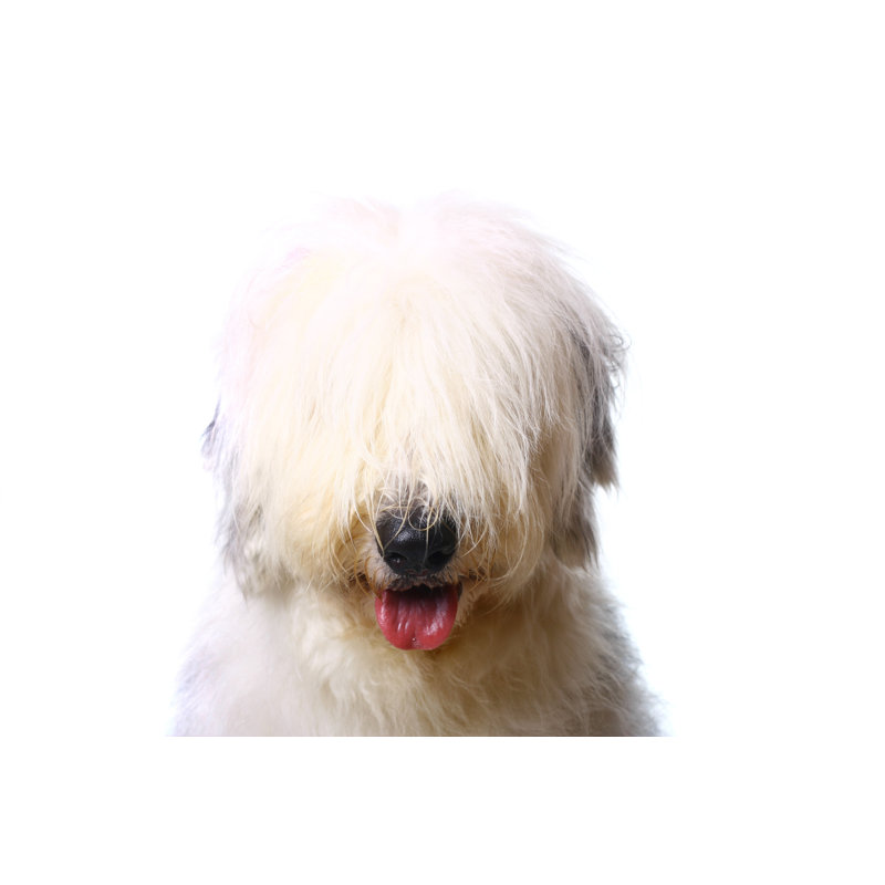 White Dog by AleksandarNakic - No Frame Print on Canvas, 30cm H x 46cm W