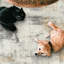 Tapis Mackeroy Quinn-598974615