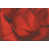 Rouge est en rupture de stock