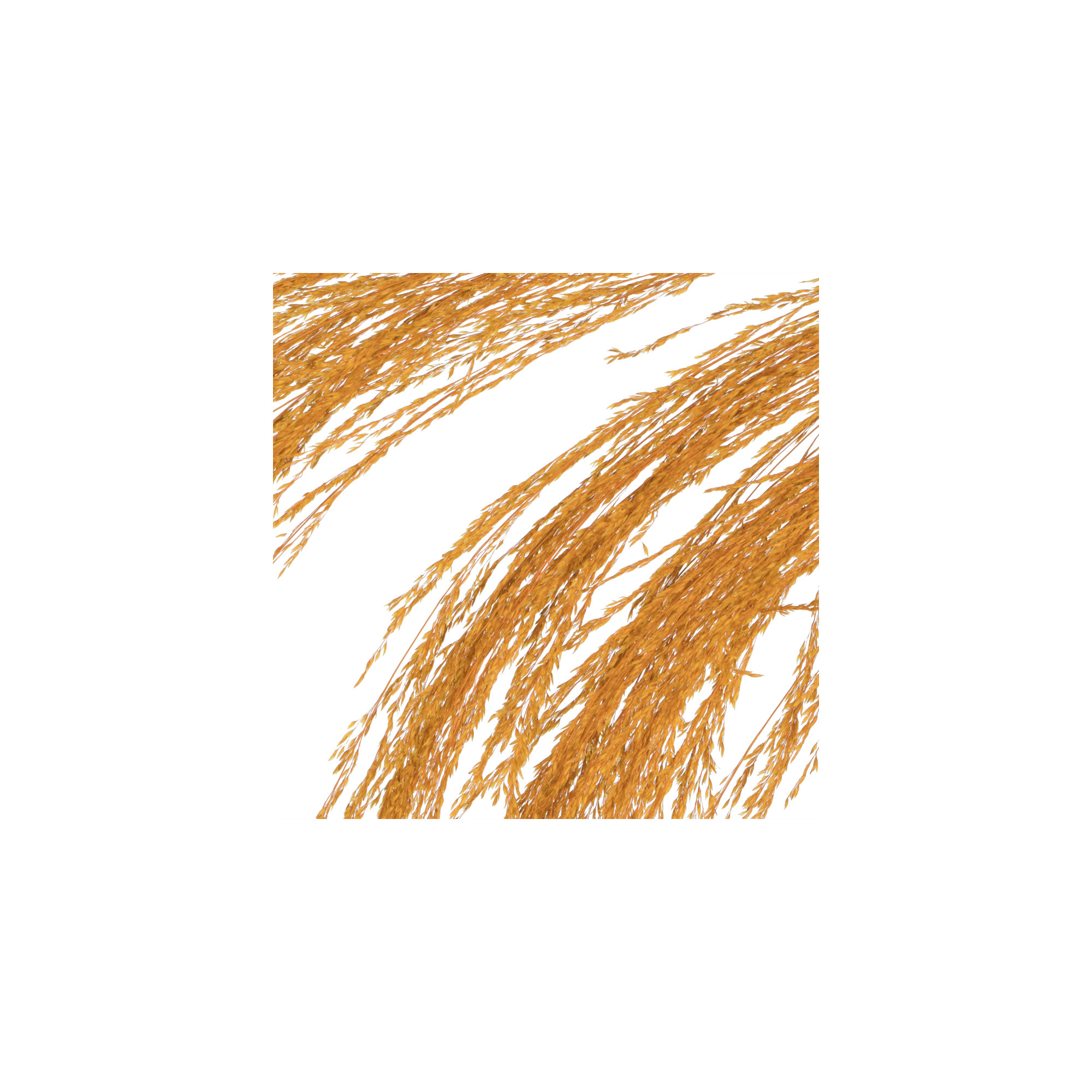 Lei 71'' Palm Plant, Aspen Gold