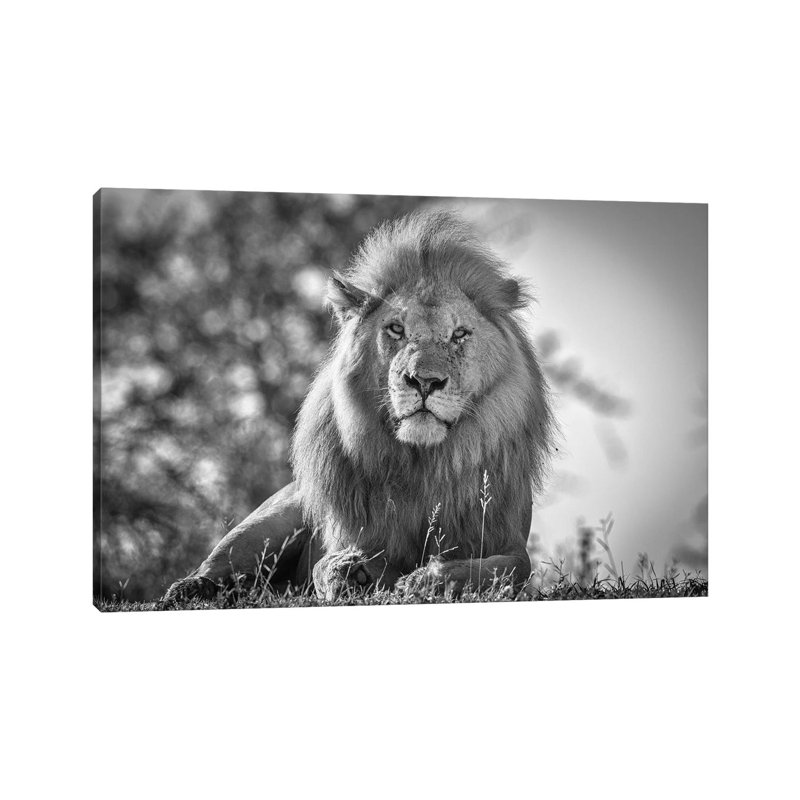 Monochromatic Lion King by Jeffrey C. Sink - Wrapped Canvas Print, 20.32 cm H x 30.48 cm W