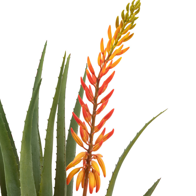 Aloe Potted Plant with Flower, Red