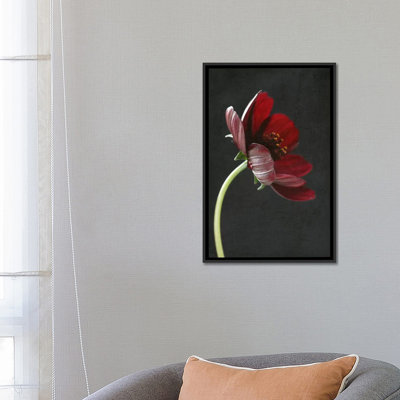 « chocolat cosmos fleur i », reproduction de photo sur toile