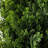 Faux Cedar Tree in Pot-88616206-88616203