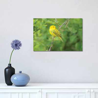 WA Breeding Plumage Male Yellow Warbler (Dendroica Petechia) on a Perch at Marymoor Park, Redmond 1 Piece Wrapped Canvas Wall Art