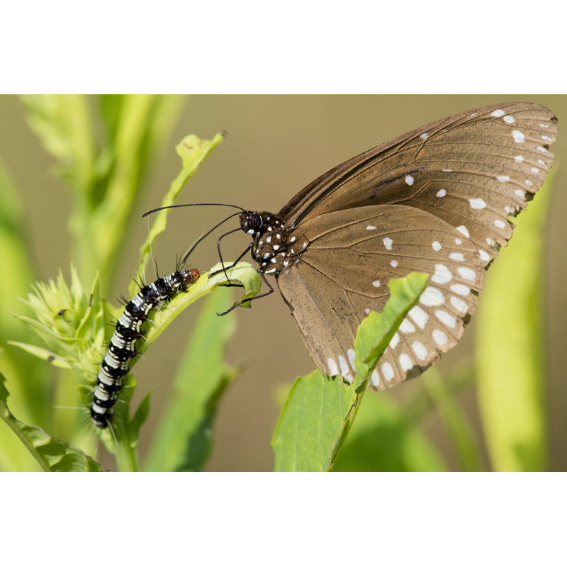 Common Crow Butterfly And Caterpillar by Faabi - Wrapped Canvas Print, 30cm H x 46cm W x 3.8cm D
