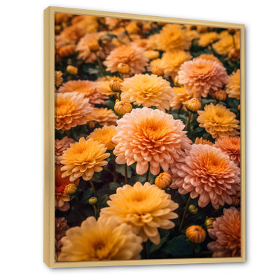 " Yellow Chrysanthemums Field At Sunrise "