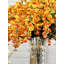 Fleurs et tiges de glycine-479851207