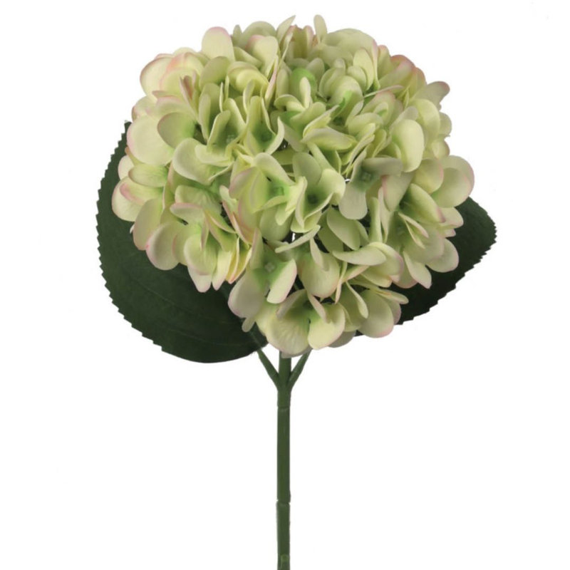 Tige d'hortensia Roper