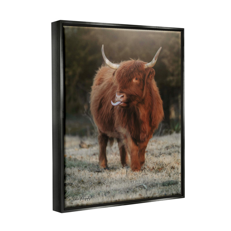 Bouvier Highland, animal de campagne - photographie, H 21 po x l 17 po x P 1,7 po, Cadre flottant noir de jais
