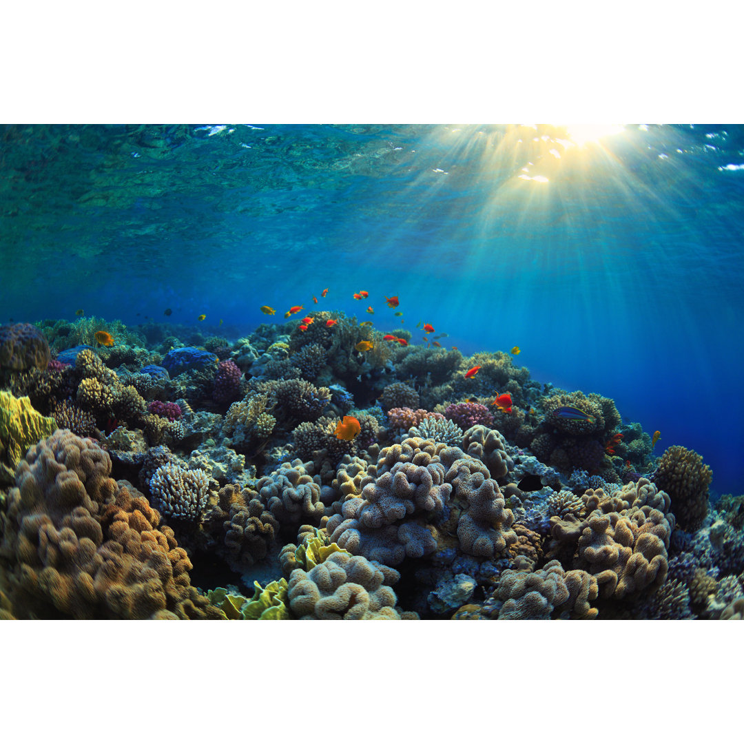 Vibrant Coral Reef by IBorisoff - Wrapped Canvas Print