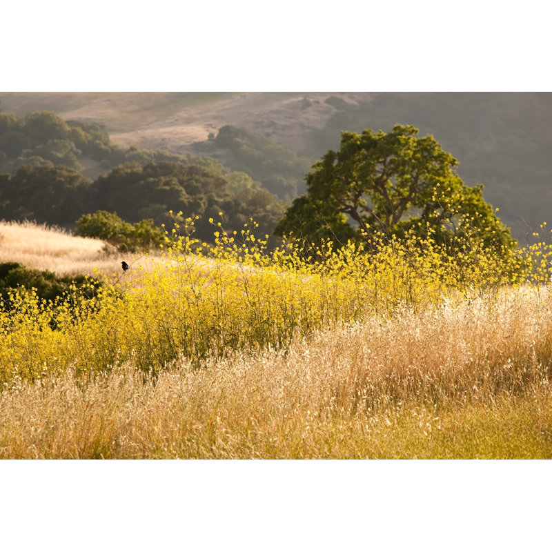 Golden Mustard Field, California - Wrapped Canvas Print, 30cm H x 46cm W x 3.8cm D