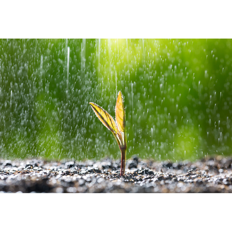 Green Seedling Growing - Wrapped Canvas Print, 81cm H x 122cm W x 3.8cm D
