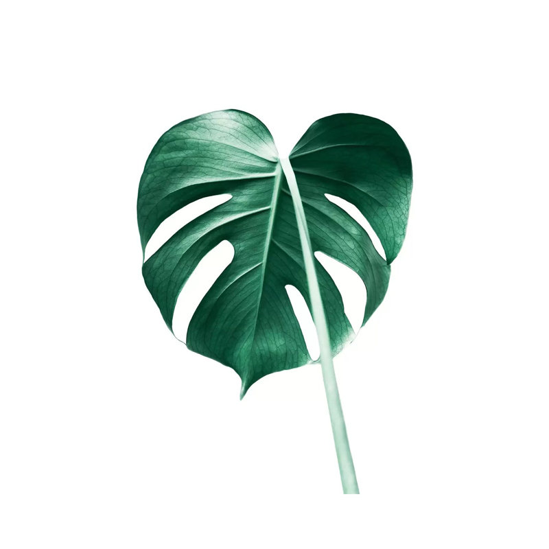 Monstera Leaf by Sisi & Seb - Gallery-Wrapped Canvas Giclée on Canvas, 101.6 cm H x 66.04 cm W x 1.91 cm D, Canvas